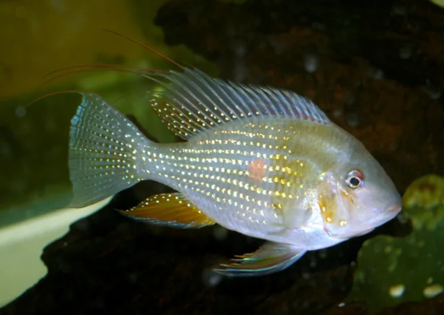 Fotografia representativa de Acarichthys heckelii; imagem de referência da espécie, sem indicação de estoque.