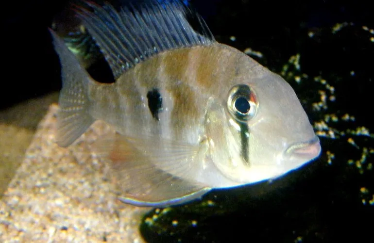 Fotografia representativa de Acarichthys heckelii; imagem de referência da espécie, sem indicação de estoque.