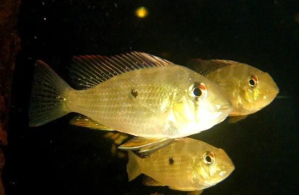 Fotografia representativa de Acarichthys heckelii; imagem de referência da espécie, sem indicação de estoque.