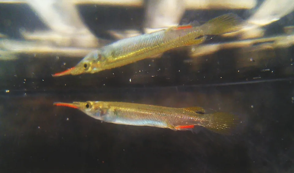 Dois Dermogenys pusilla prateados em aquário, com mandíbulas alongadas e nadadeiras avermelhadas