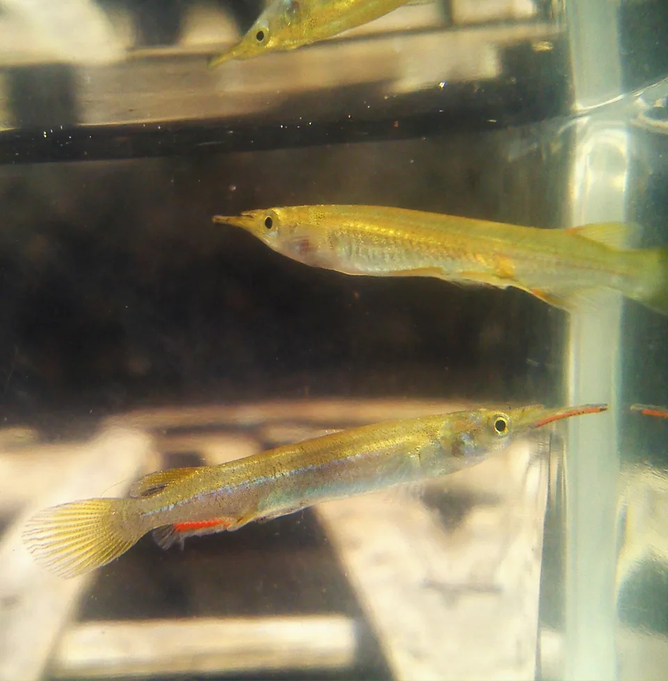 Dermogenys pusilla em aquário, com fêmea acima e macho de nadadeiras avermelhadas abaixo