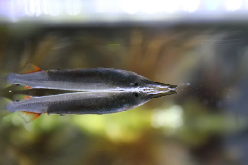 Dermogenys pusilla prateada junto à superfície, com a mandíbula inferior alongada e seu reflexo