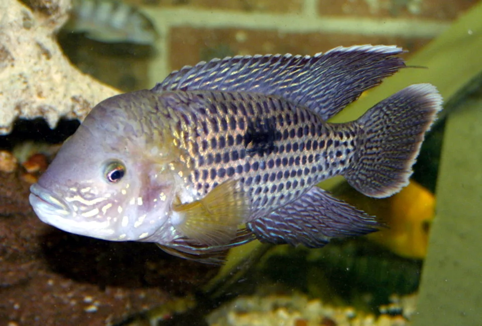 Fotografia representativa de Andinoacara rivulatus; imagem de referência da espécie, sem indicação de estoque.