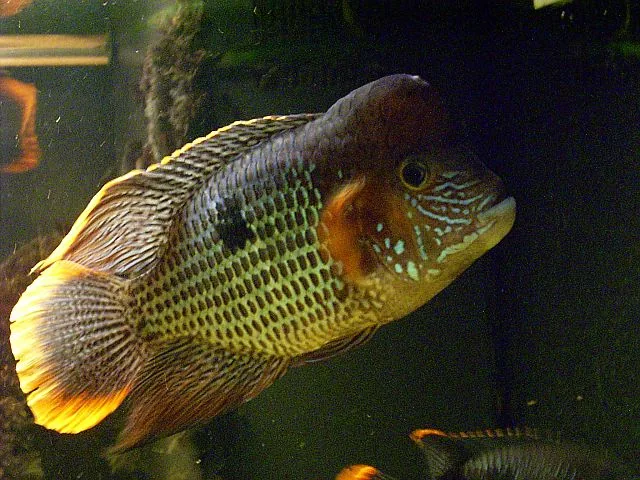 Fotografia representativa de Andinoacara rivulatus; imagem de referência da espécie, sem indicação de estoque.
