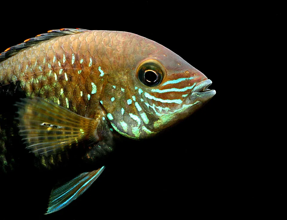 Fotografia representativa de Andinoacara rivulatus; imagem de referência da espécie, sem indicação de estoque.