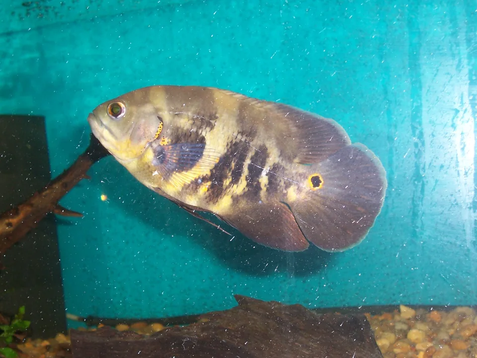 Fotografia representativa de Astronotus ocellatus; imagem de referência da espécie, sem indicação de estoque.