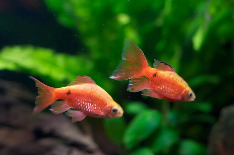 Dois Pethia conchonius avermelhados com escamas brilhantes e nadadeiras alongadas em aquário plantado
