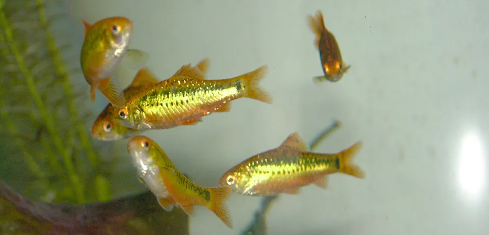 Fotografia representativa de Barbodes semifasciolatus; imagem de referência da espécie, sem indicação de estoque.