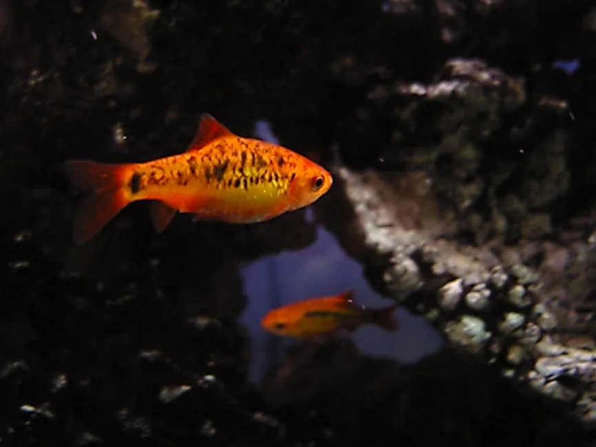 Fotografia representativa de Barbodes semifasciolatus; imagem de referência da espécie, sem indicação de estoque.