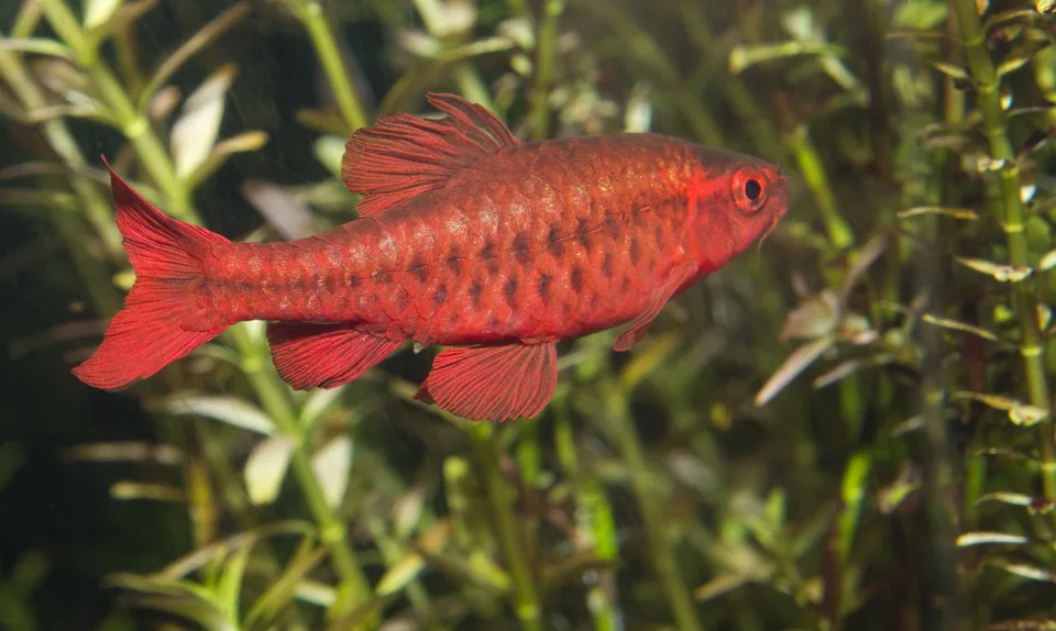 Macho de Rohanella titteya com coloração vermelha, diante da vegetação de um aquário