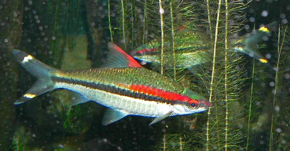 Dawkinsia denisonii em aquário, com faixa lateral preta e vermelha e marcações na cauda