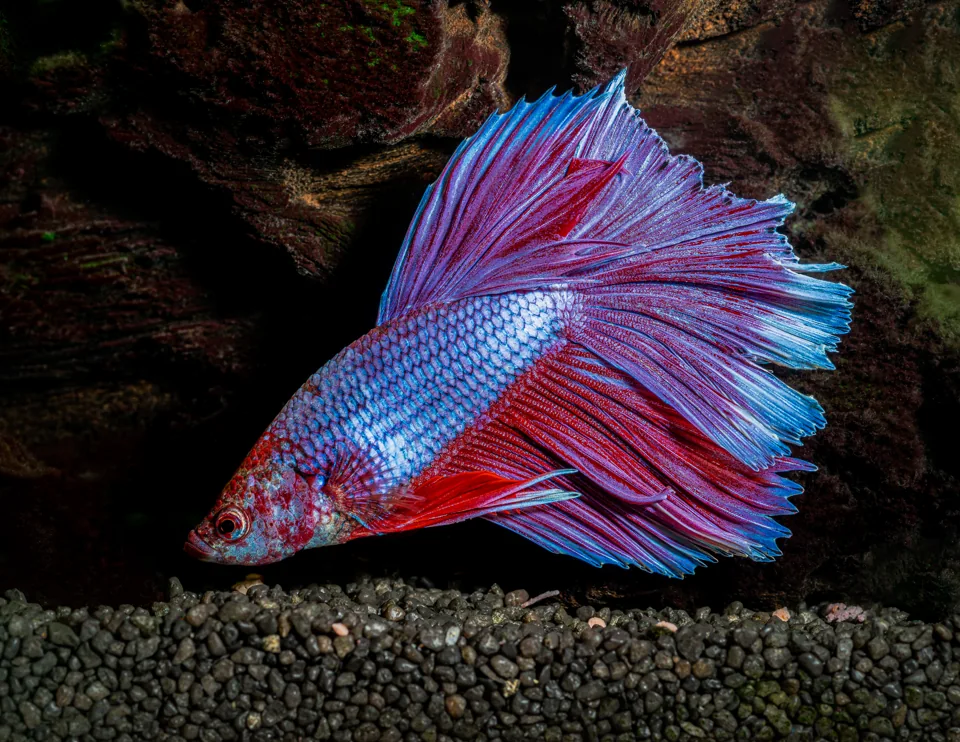 Fotografia representativa de Betta splendens; imagem de referência da espécie, sem indicação de estoque.