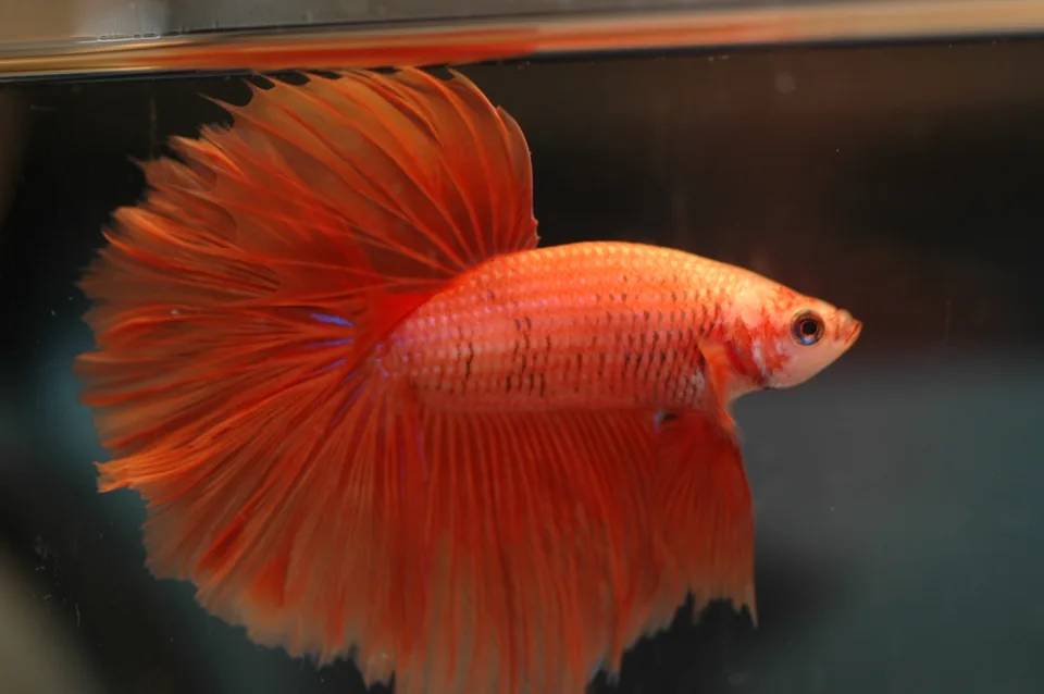 Fotografia representativa de Betta splendens; imagem de referência da espécie, sem indicação de estoque.