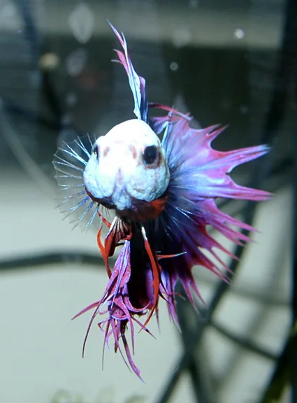 Fotografia representativa de Betta splendens; imagem de referência da espécie, sem indicação de estoque.