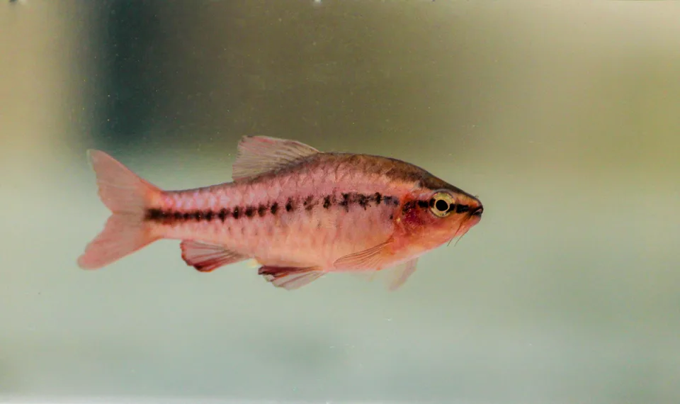 Rohanella titteya de perfil, com escamas rosadas e faixa escura pontilhada na lateral