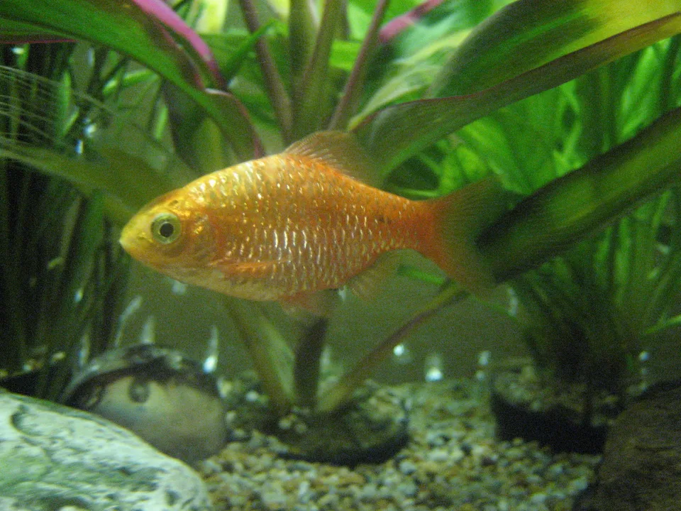 Pethia conchonius de perfil em aquário, com corpo dourado e nadadeiras alongadas