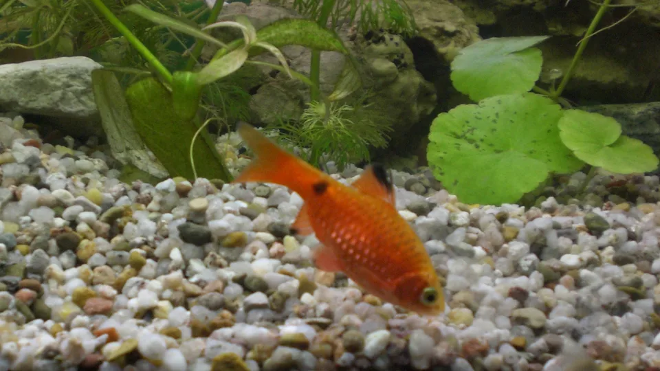 Pethia conchonius avermelhado de nadadeiras comuns, nadando próximo ao substrato e às plantas