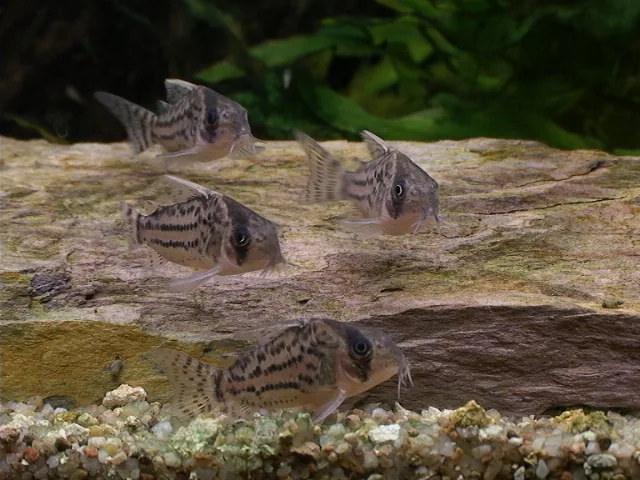 Fotografia representativa de Hoplisoma schwartzi; imagem de referência da espécie, sem indicação de estoque.