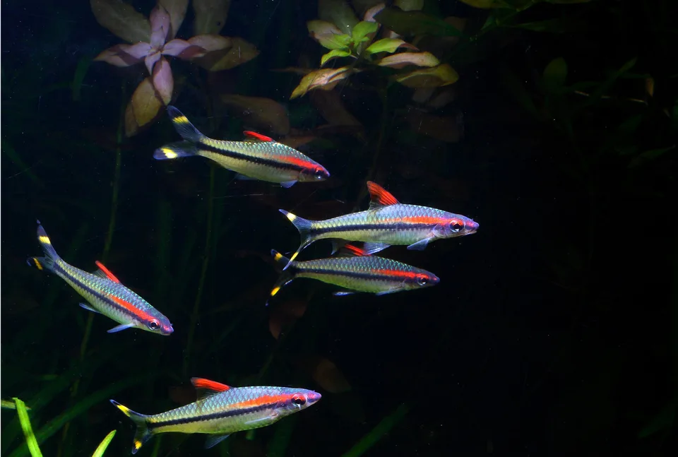 Cardume de Dawkinsia denisonii com faixas pretas e vermelhas em aquário