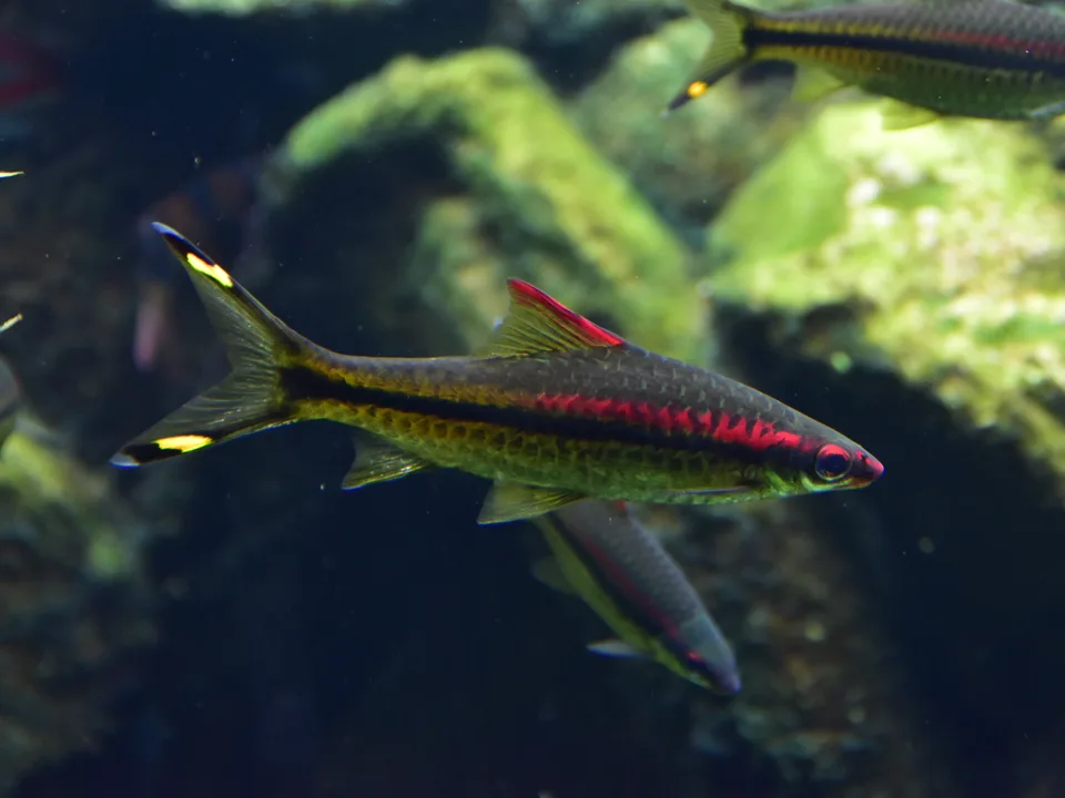 Dawkinsia denisonii de perfil com faixa preta, vermelho na cabeça e marcas amarelas na cauda