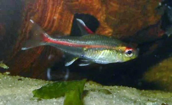 Fotografia representativa de Hemigrammus erythrozonus; imagem de referência da espécie, sem indicação de estoque.