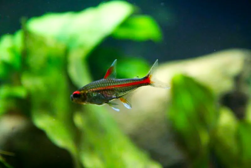 Fotografia representativa de Hemigrammus erythrozonus; imagem de referência da espécie, sem indicação de estoque.