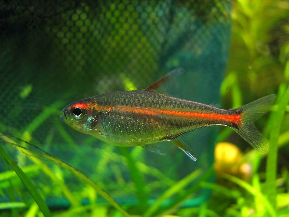 Fotografia representativa de Hemigrammus erythrozonus; imagem de referência da espécie, sem indicação de estoque.