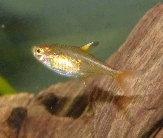 Fotografia representativa de Hyphessobrycon amandae; imagem de referência da espécie, sem indicação de estoque.