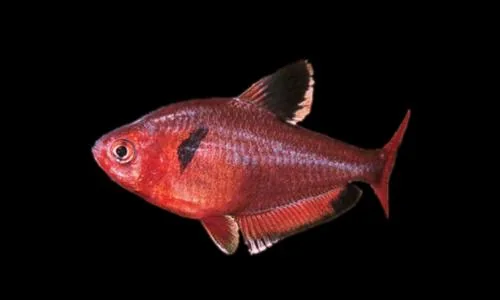 Fotografia representativa de Megalamphodus eques; imagem de referência da espécie, sem indicação de estoque.
