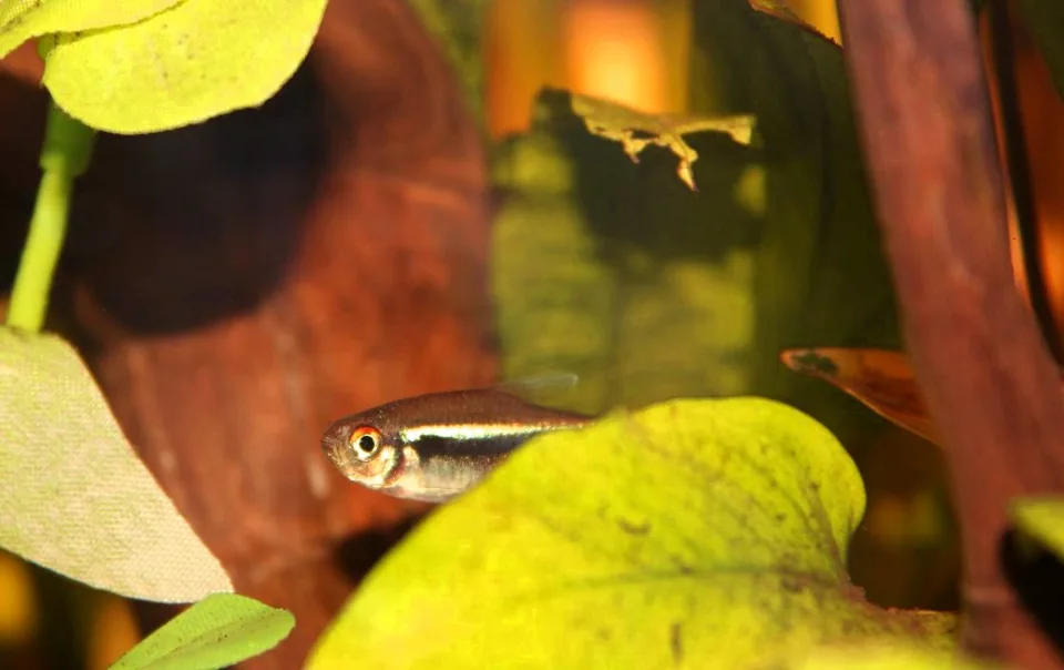 Fotografia representativa de Hyphessobrycon herbertaxelrodi; imagem de referência da espécie, sem indicação de estoque.