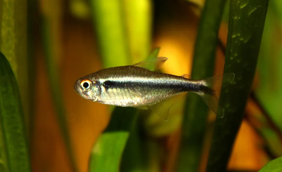 Fotografia representativa de Hyphessobrycon herbertaxelrodi; imagem de referência da espécie, sem indicação de estoque.