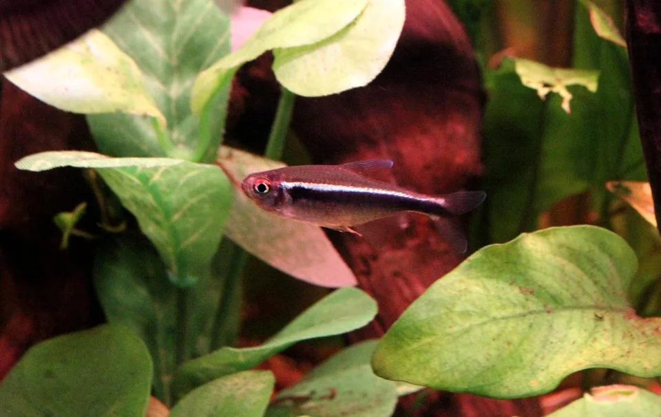 Fotografia representativa de Hyphessobrycon herbertaxelrodi; imagem de referência da espécie, sem indicação de estoque.