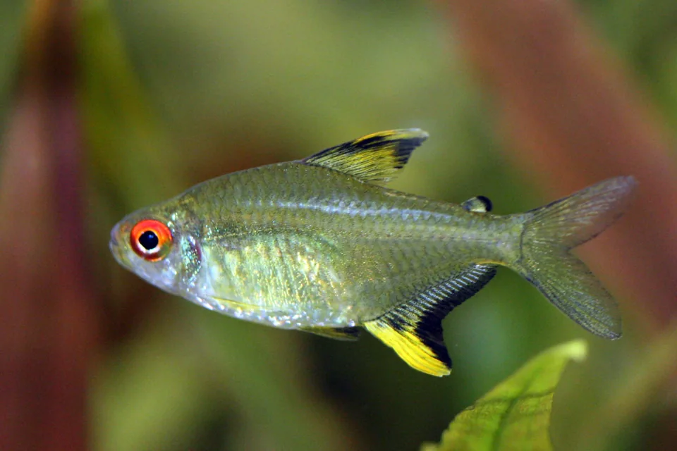 Fotografia representativa de Hyphessobrycon pulchripinnis; imagem de referência da espécie, sem indicação de estoque.