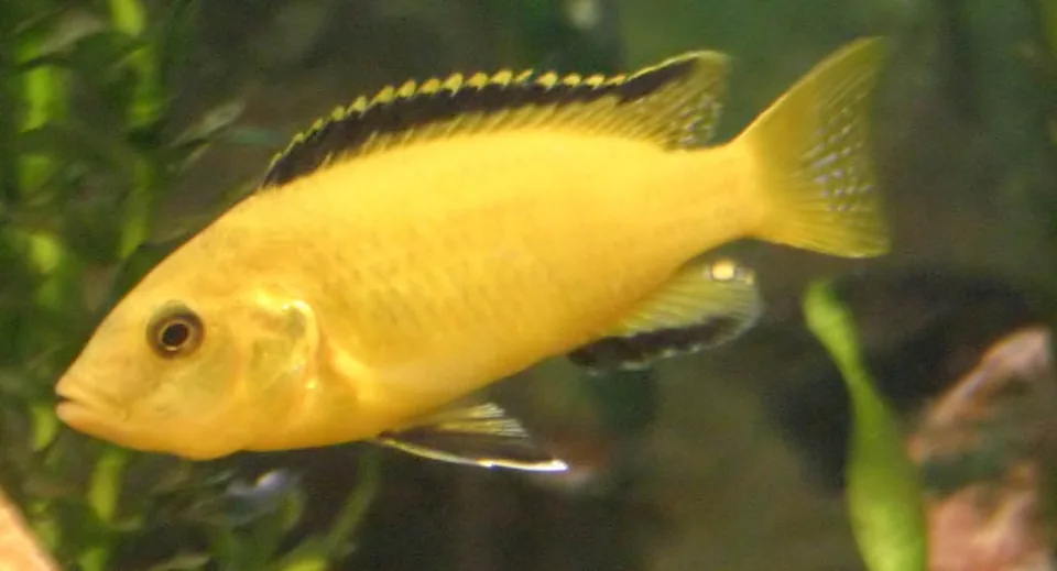 Fotografia representativa de Labidochromis caeruleus; imagem de referência da espécie, sem indicação de estoque.