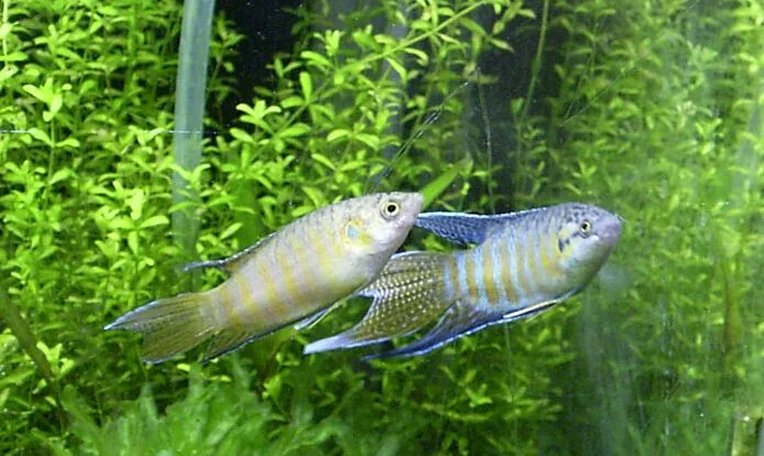 Fotografia representativa de Macropodus opercularis; imagem de referência da espécie, sem indicação de estoque.