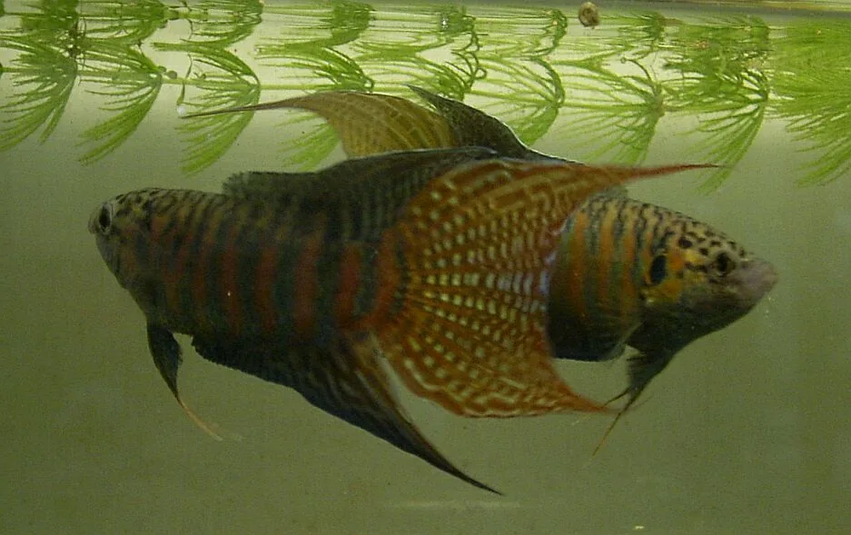 Fotografia representativa de Macropodus opercularis; imagem de referência da espécie, sem indicação de estoque.