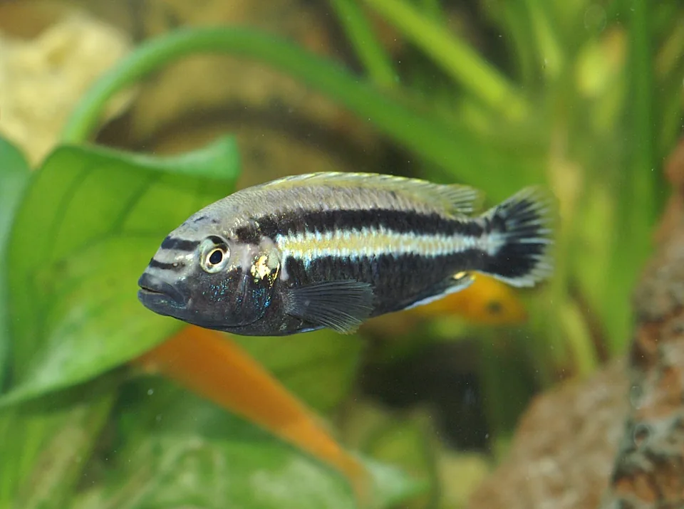 Fotografia representativa de Melanochromis auratus; imagem de referência da espécie, sem indicação de estoque.