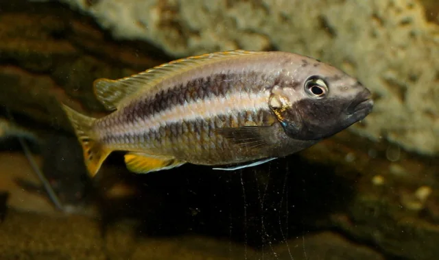 Fotografia representativa de Melanochromis auratus; imagem de referência da espécie, sem indicação de estoque.