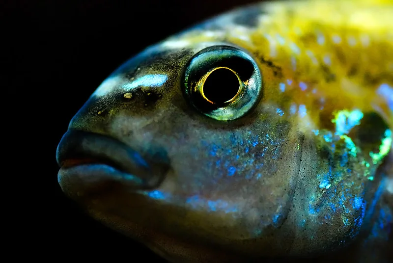 Fotografia representativa de Melanochromis auratus; imagem de referência da espécie, sem indicação de estoque.