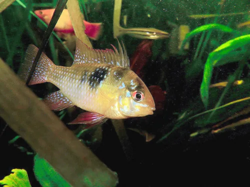Fotografia representativa de Mikrogeophagus ramirezi; imagem de referência da espécie, sem indicação de estoque.