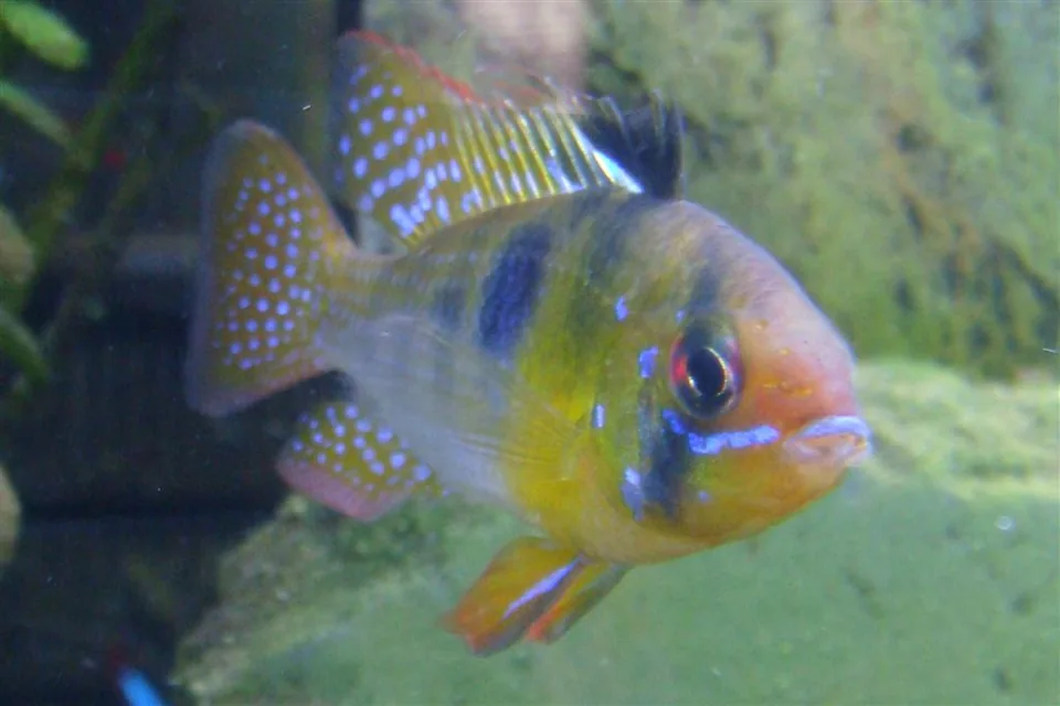 Fotografia representativa de Mikrogeophagus ramirezi; imagem de referência da espécie, sem indicação de estoque.
