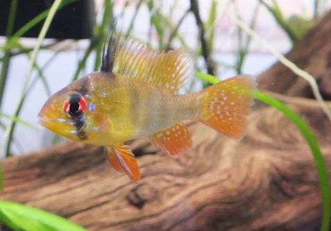 Fotografia representativa de Mikrogeophagus ramirezi; imagem de referência da espécie, sem indicação de estoque.