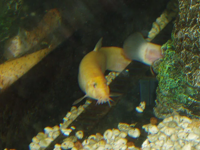 Fotografia representativa de Misgurnus anguillicaudatus; imagem de referência da espécie, sem indicação de estoque.