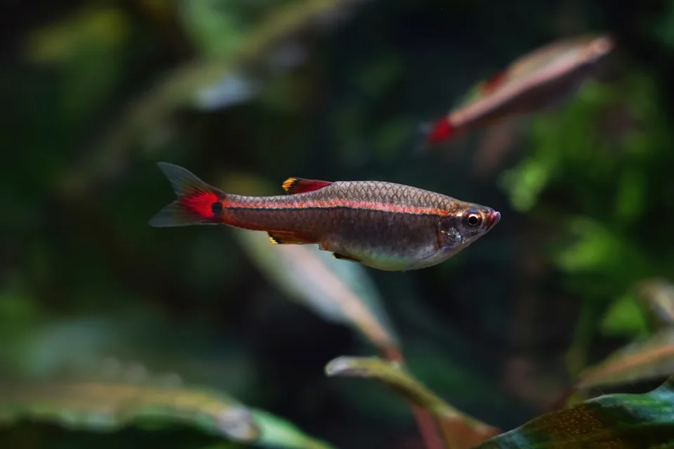 Fêmea de Tanichthys albonubes, com faixa lateral clara e cauda avermelhada, em aquário