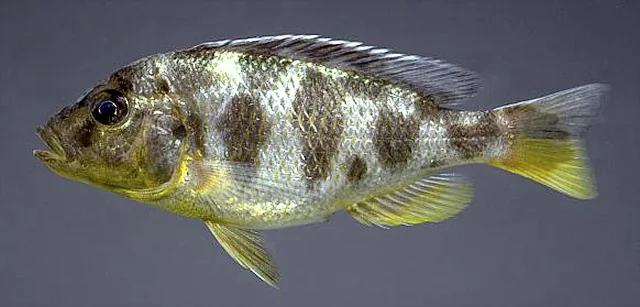 Fotografia representativa de Nimbochromis venustus; imagem de referência da espécie, sem indicação de estoque.