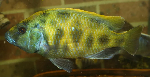 Fotografia representativa de Nimbochromis venustus; imagem de referência da espécie, sem indicação de estoque.