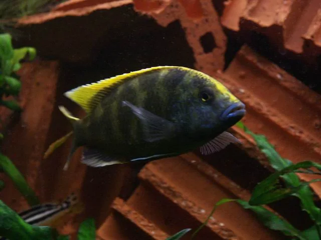 Fotografia representativa de Nimbochromis venustus; imagem de referência da espécie, sem indicação de estoque.