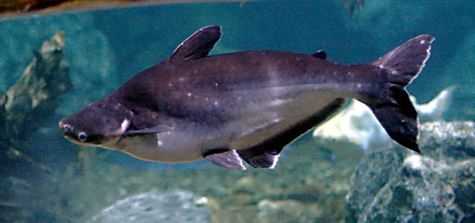 Fotografia representativa de Pangasianodon hypophthalmus; imagem de referência da espécie, sem indicação de estoque.