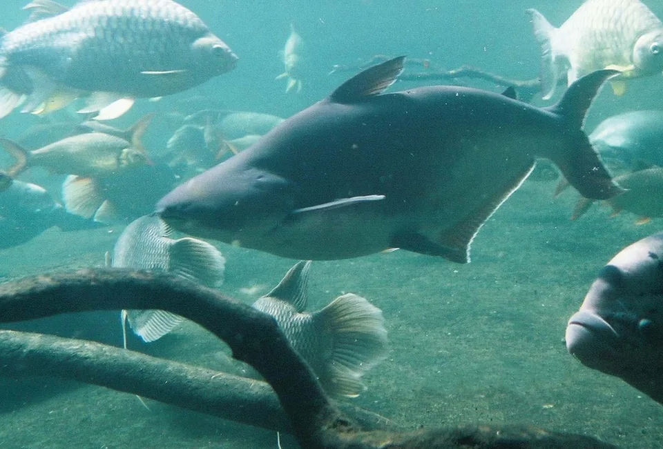 Fotografia representativa de Pangasianodon hypophthalmus; imagem de referência da espécie, sem indicação de estoque.