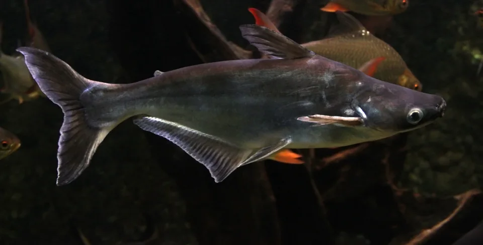 Fotografia representativa de Pangasianodon hypophthalmus; imagem de referência da espécie, sem indicação de estoque.